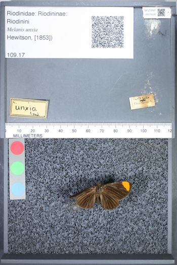 Media type: image;   Entomology 75530